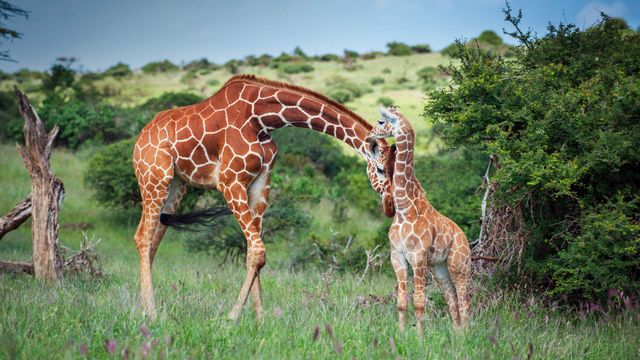 A reticulated giraffe mother nuzzles her calf in Lewa Wildlife Conservancy, Kenya 