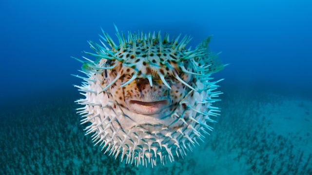 Spot-fin porcupinefish near Hawaii