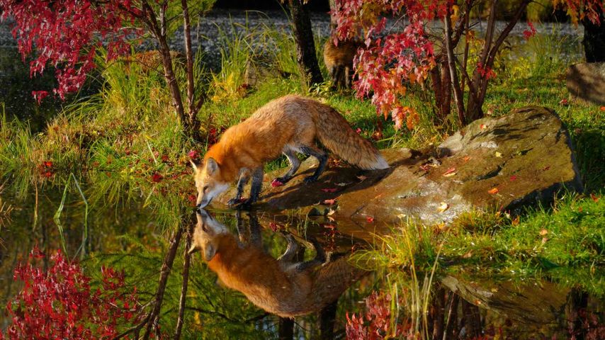 秋天的早晨枫树旁，河边饮水的赤狐与倒影