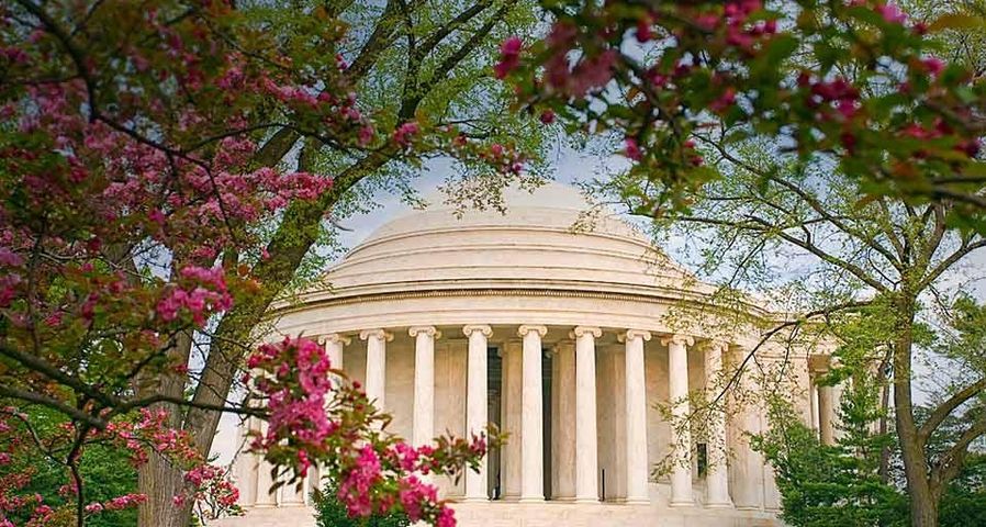 Cherry blossoms frame the Jefferson Memorial in Washington, D.C., U.S.A.
