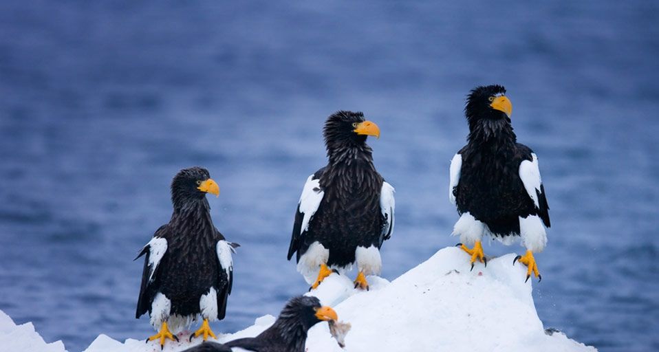 Vier Riesenseeadler treiben auf einer Eisscholle in der Nähe von Rausu, Japan – Frank Lukasseck/Corbis ©