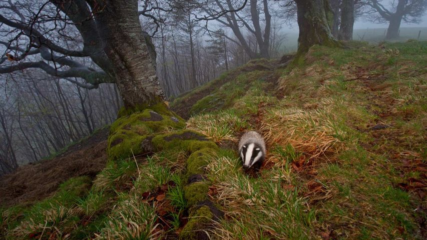 A badger foraging in the Black Forest, Germany 