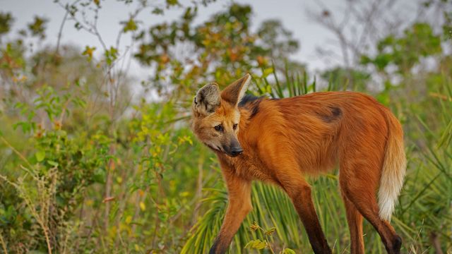 Maned wolf in Piaui State, Brazil