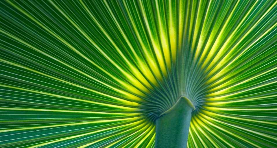 Palm frond