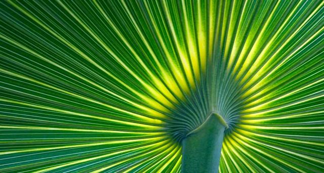 Palm frond
