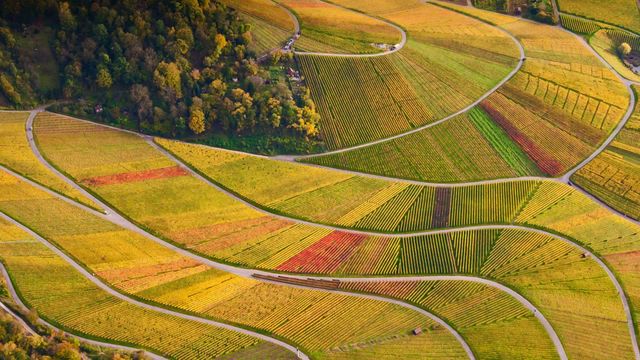 Vineyards at Rotenberg in Baden-Württemberg, Germany