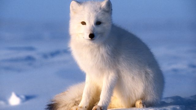 Fuzz vs. freeze