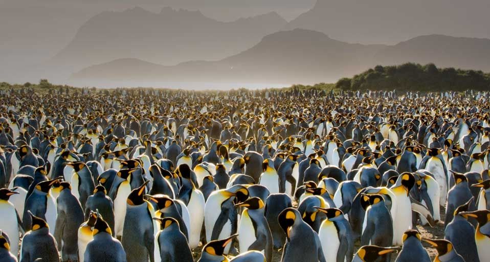 King Penguin colony on South Georgia Island