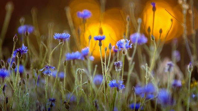 Bleuets dans un couché de soleil à l’occasion du centième anniversaire de l’Armistice qui a marqué la fin de la Première Guerre Mondiale 1914-1918