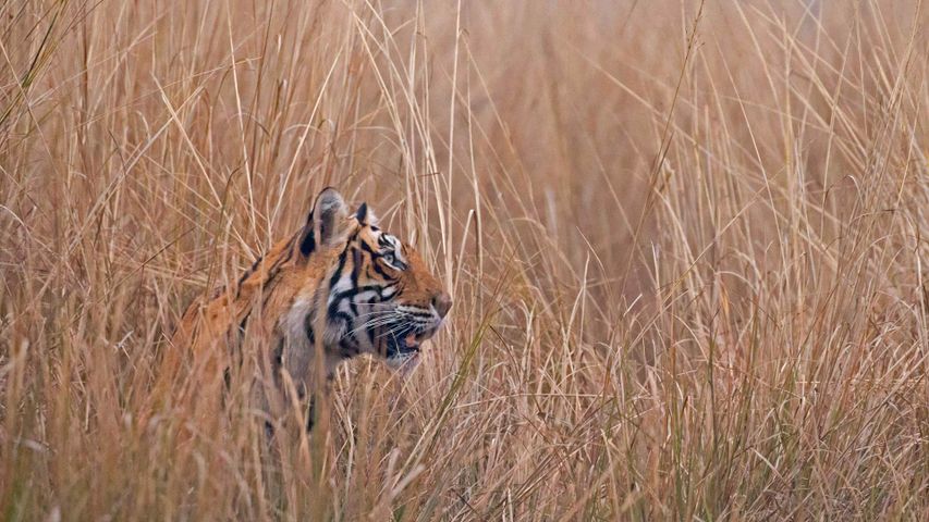 Tigre du Bengale dans le Parc national de Ranthambore, Inde 