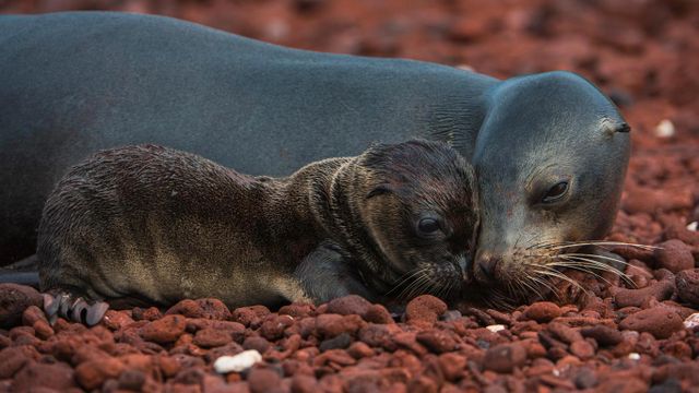 Galápagos-Seelöwen, Rábida, Galápagosinseln, Ecuador