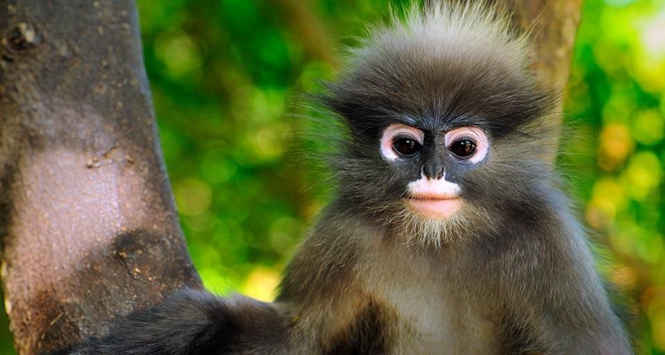 Dusky leaf monkey, Khao Sam Roi Yot National Park, Thailand