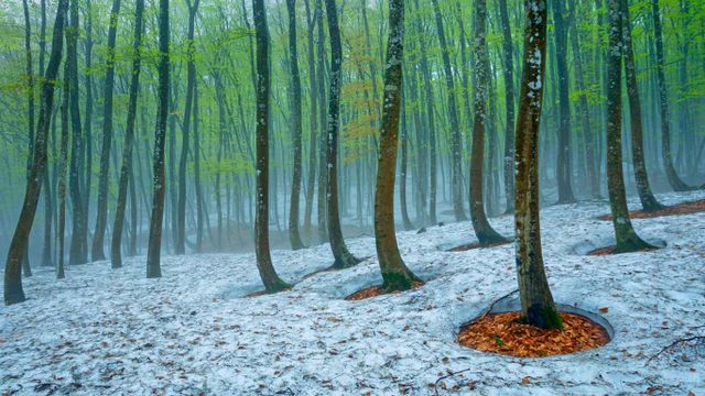 Beech forest near Tokamachi, Japan
