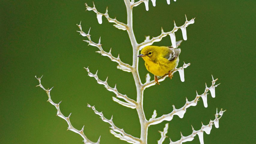 A male pine warbler perched on an icy branch 