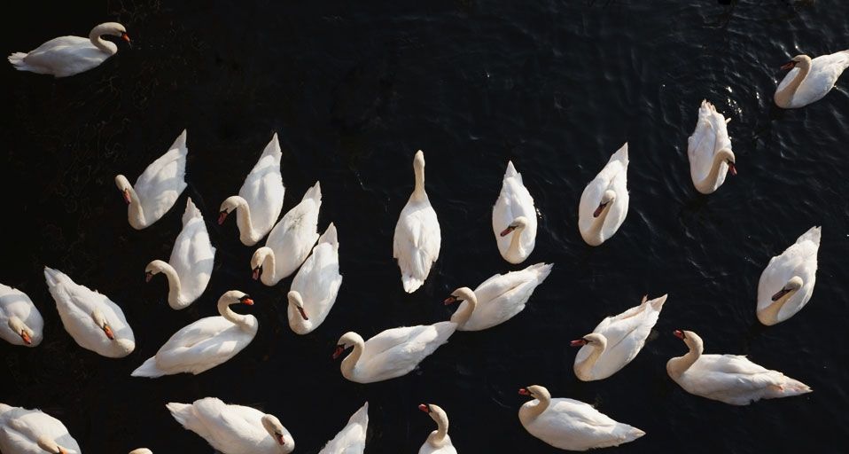 Swans on the River Thames, Eton, UK - Vidler Steve/age fotostock ©