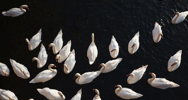 Swans on the River Thames, Eton, UK - Vidler Steve/age fotostock ©