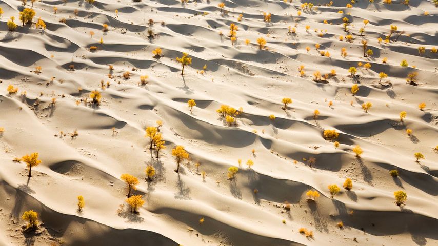 Dunes et peupliers le long du fleuve Tarim, en bordure du désert du Taklamakan, Xinjiang, Chine