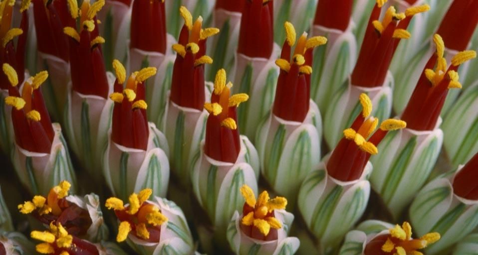 Abstract close-up of flower spike Aloe spicata