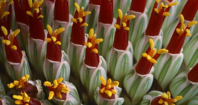 Abstract close-up of flower spike Aloe spicata