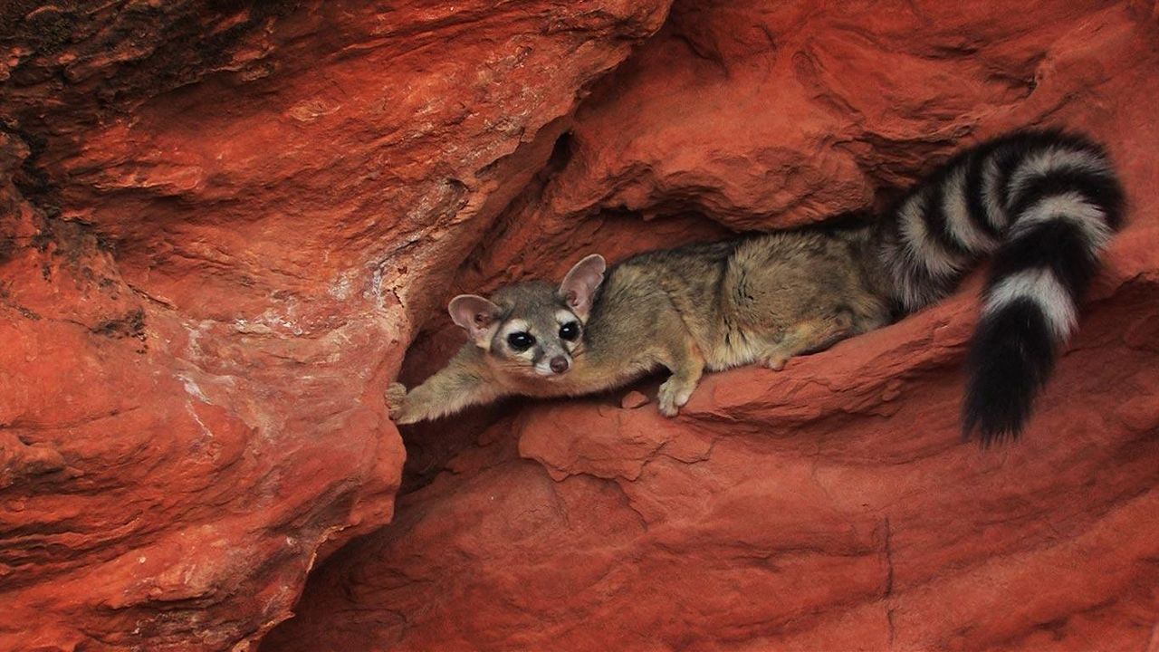 Ring-tailed cat, Utah