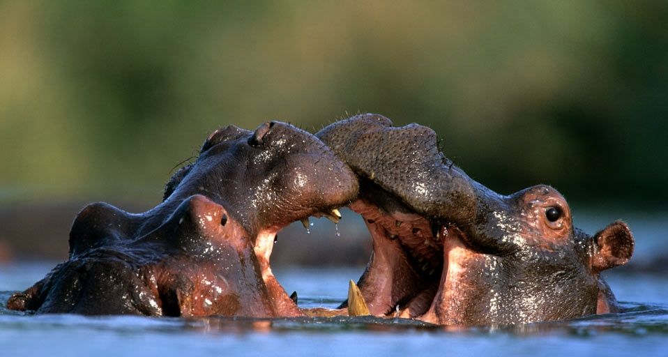 Hippopotamus males fighting in Kruger National Park, South Africa