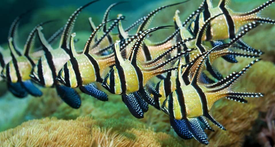 Banggai Cardinalfish, Lembeh Strait, North Sulawesi, Indonesia