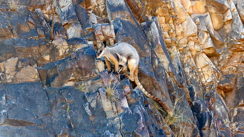 Yellow-footed rock-wallaby mother with joey 