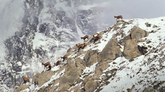 Pyrenean Chamois on rock in winter, Pyrenees, France