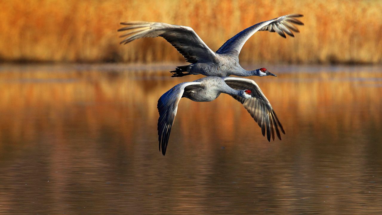 Sandhill cranes flying over Bosque del Apache National Wildlife Refuge, New Mexico