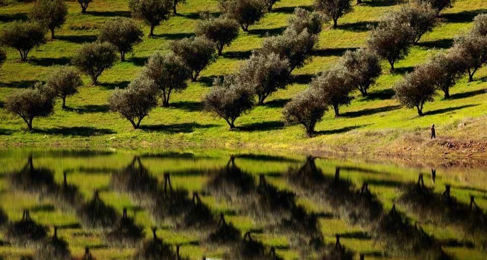 Olive trees reflected in the waters of Barragem de Alqueva (Alqueva Lake) near Alqueva, Portugal