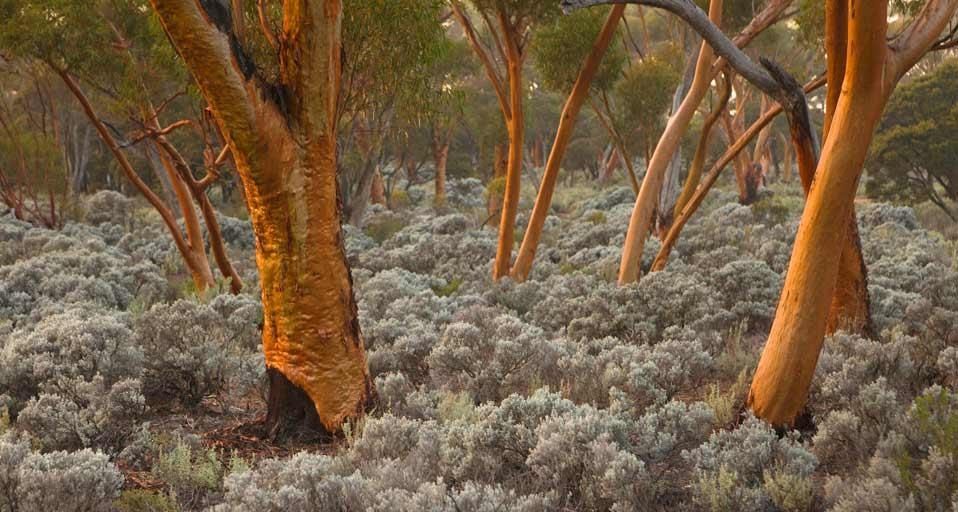 Eucalyptus salubris trees, Australia