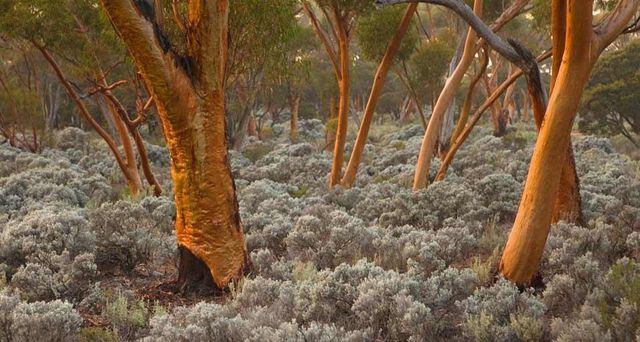 Eucalyptus salubris trees, Australia