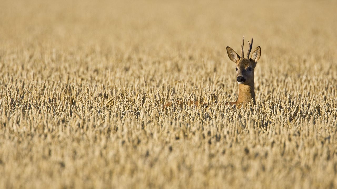 Chevreuil mâle dans un champ de blé, Haute-Normandie 