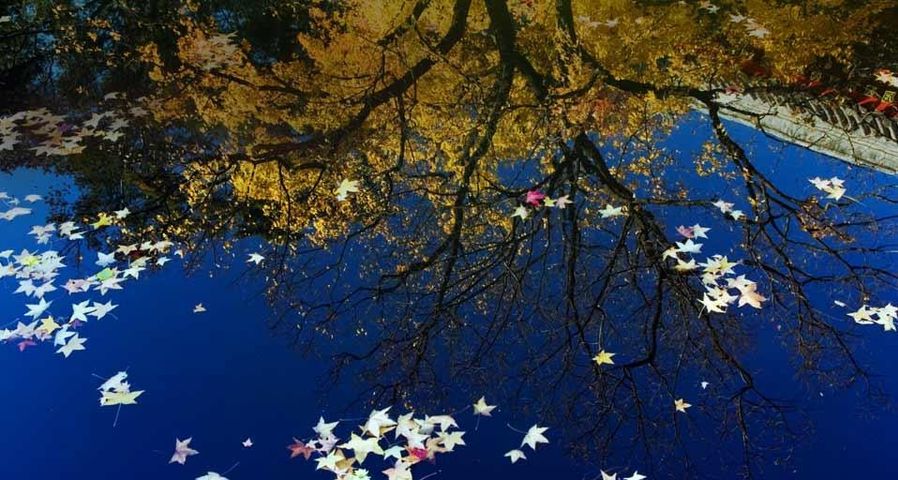 北京香山公园水池内的落叶