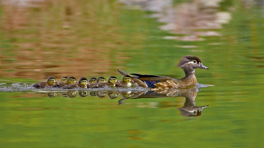 A female wood duck and ducklings in Arapahoe County, Colorado 