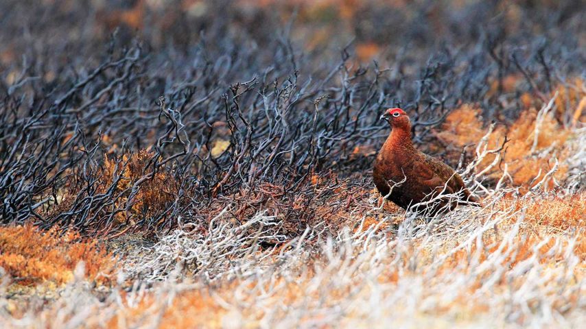 A red grouse at Cairngorms National Park, Scotland 