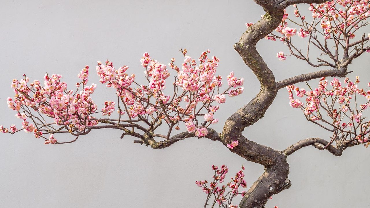 ｢梅の花｣