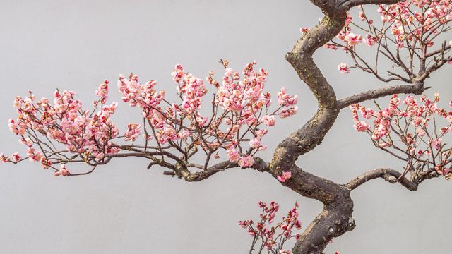 Plum blossoming in spring