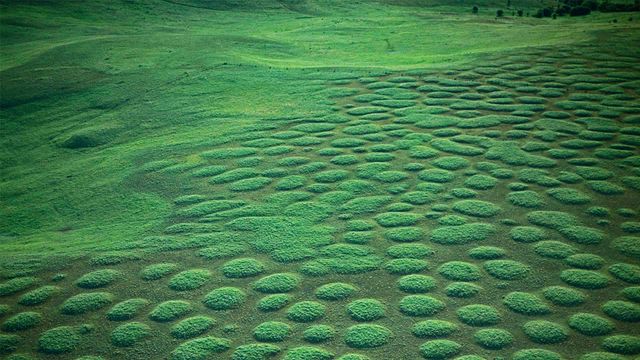 俄勒冈州Zumwalt Prairie的草原土墩