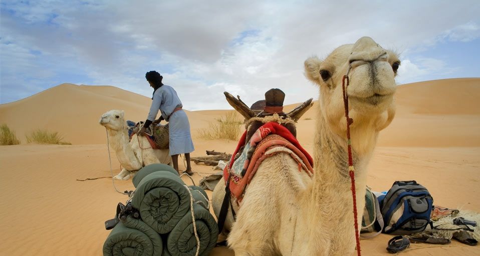 Camel trek in the Adrar mountains of the Sahara desert in Mauritania
