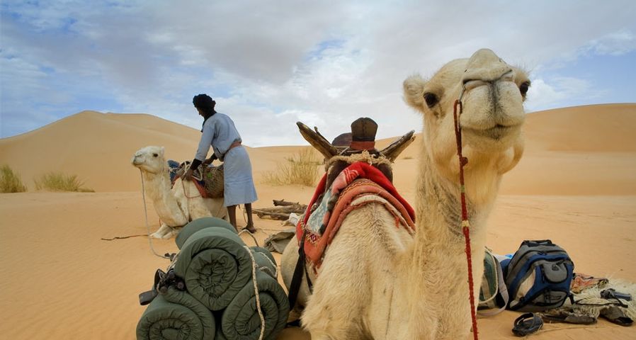 Camel trek in the Adrar mountains of the Sahara desert in Mauritania