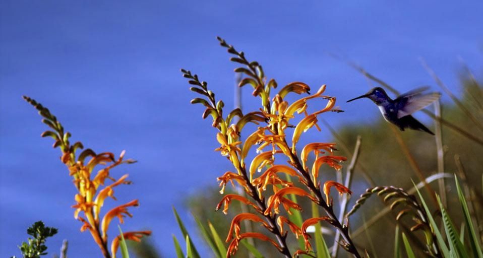 Colibri se nourissant de nectar de fleur