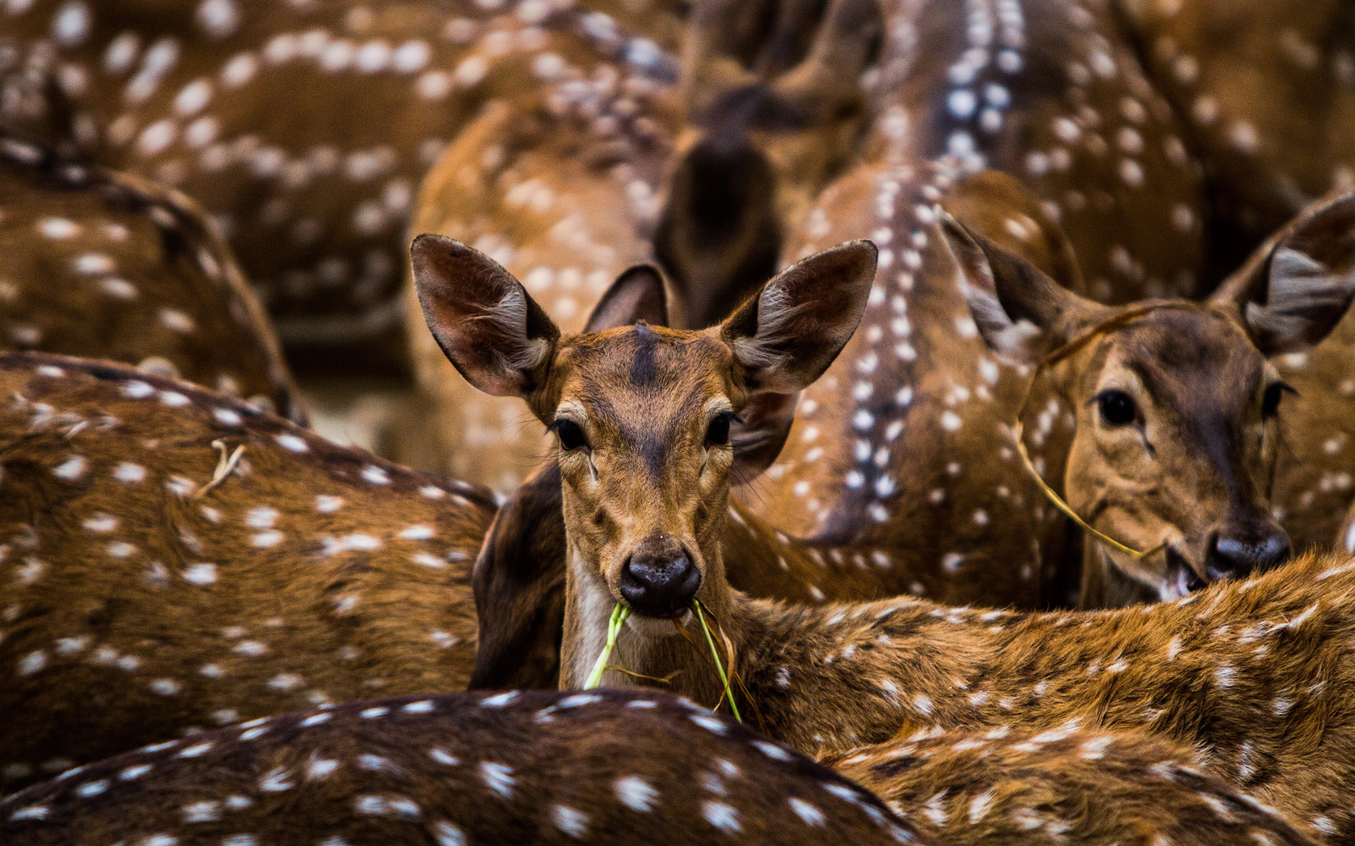 India’s beautiful wildlife Free Wallpaper Collection - Peapix