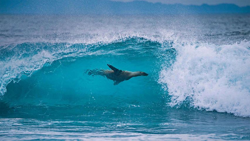 León marino de las Galápagos surfeando una ola en Isla Fernandina, Ecuador