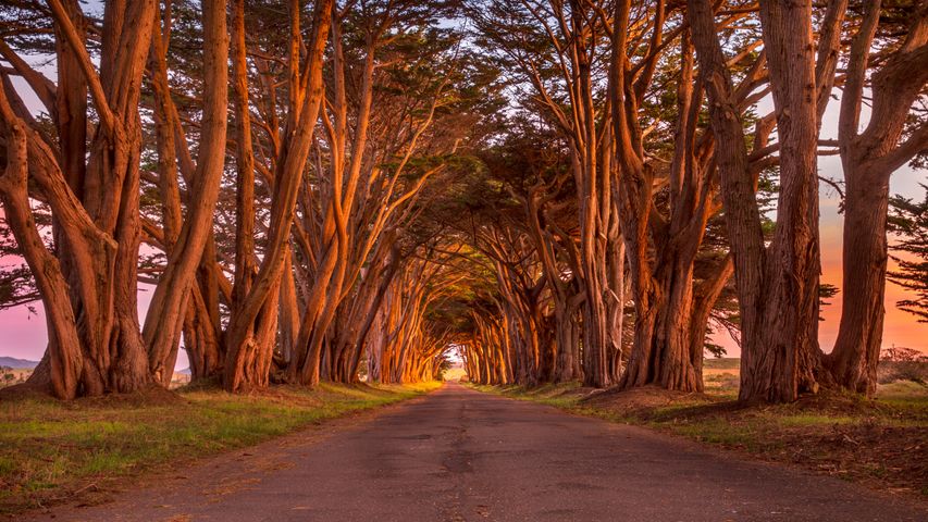 Cypress tree tunnel, Point Reyes National Seashore, California, USA