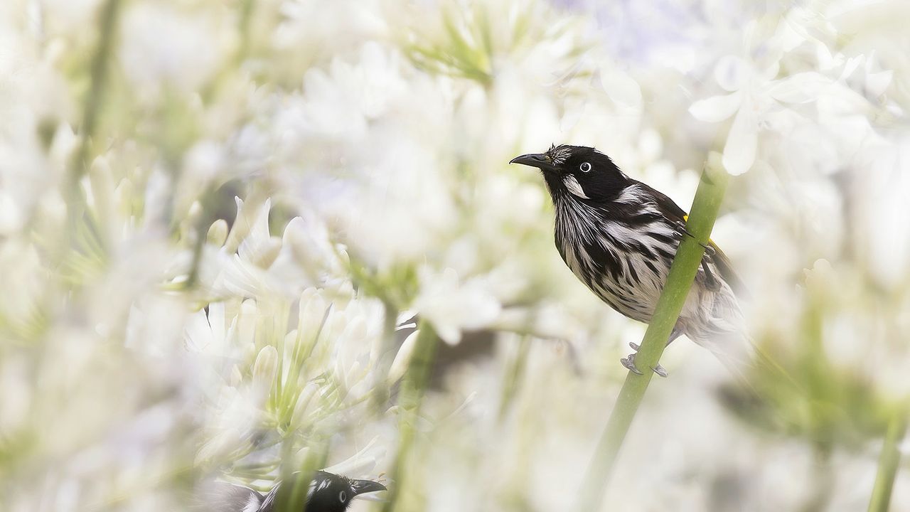 New Holland honeyeaters in Melbourne, Australia 