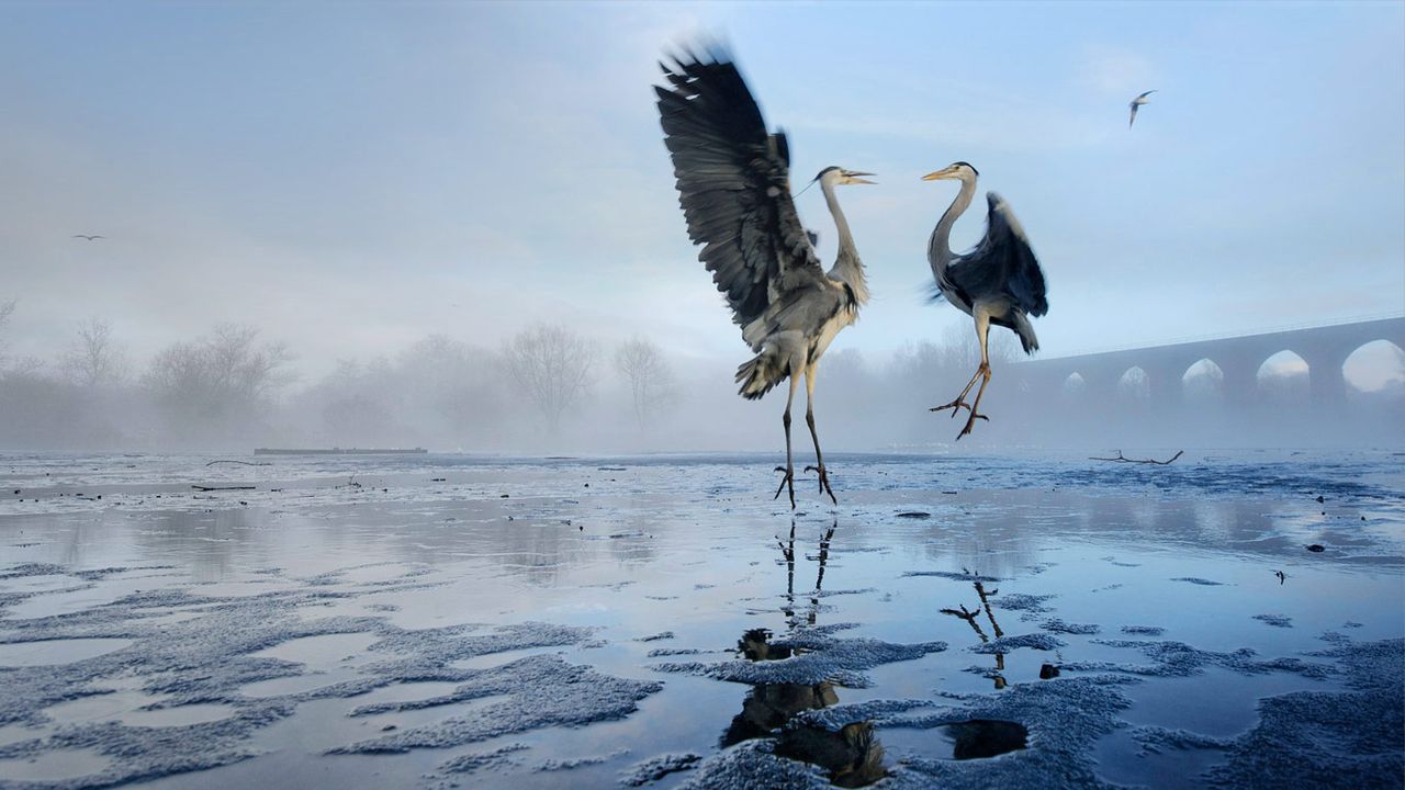 Two Grey herons (Ardea cinerea) squabbling over fish, River Tame, Stockport, Greater Manchester