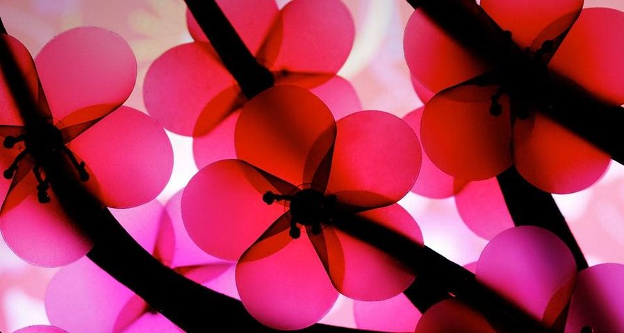 风车形状粉色与红色的花