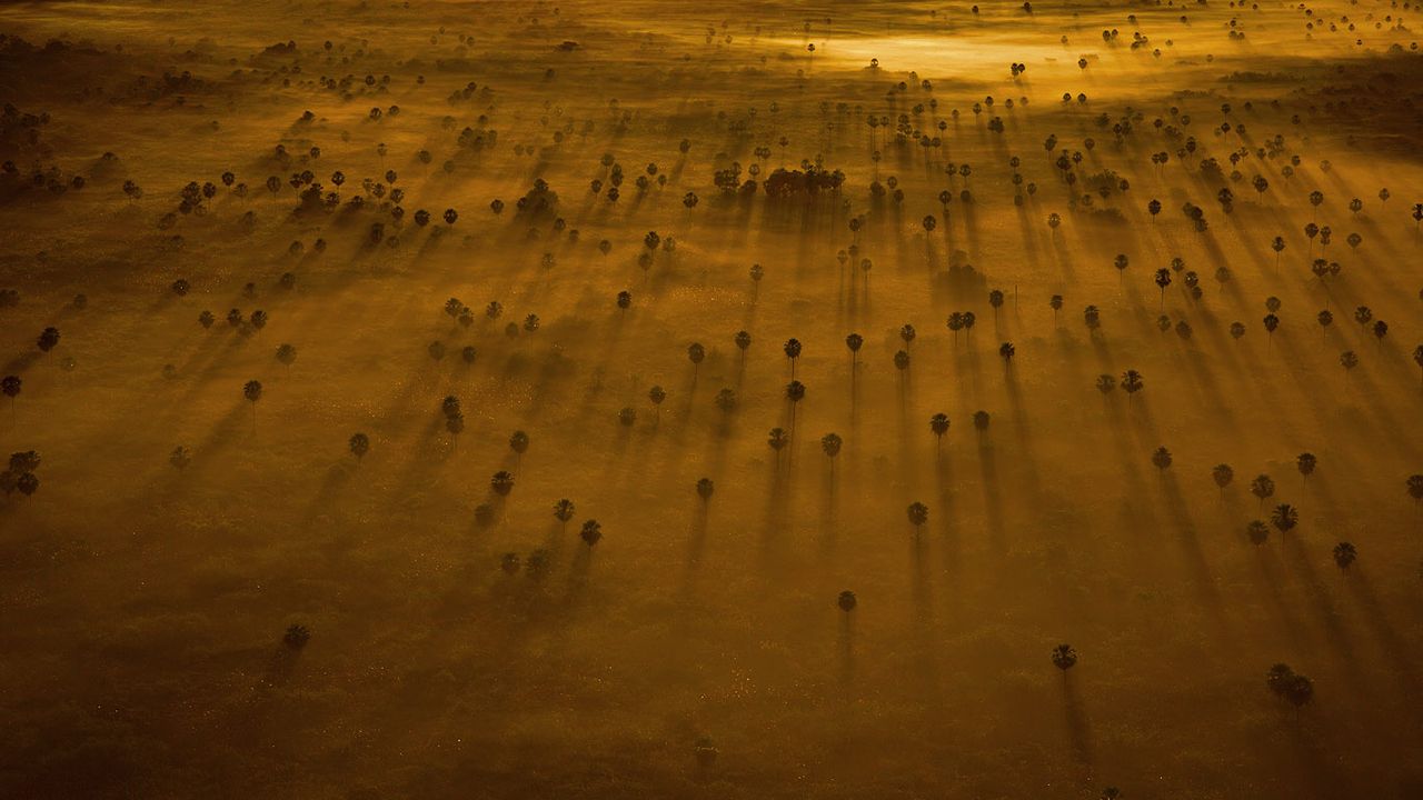 Trees peek through the mist over the Pantanal in Brazil