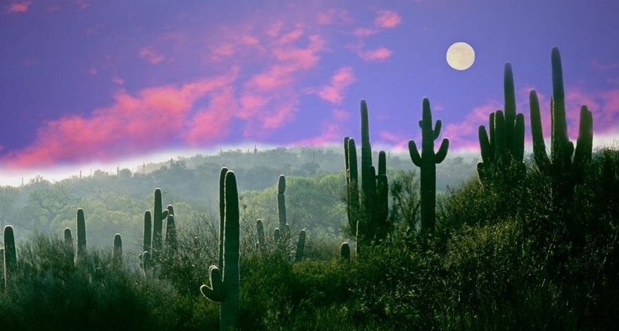 Full moon over the Sonoran Desert in Saguaro National Park, Arizona